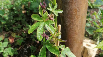 Passiebloem